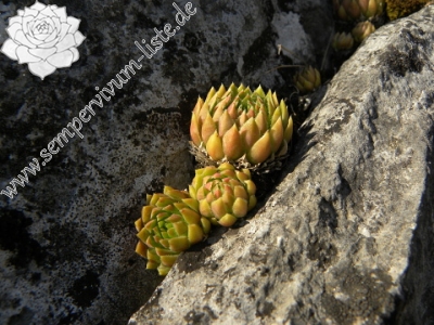 Reisebericht: Beran a Rorejsi