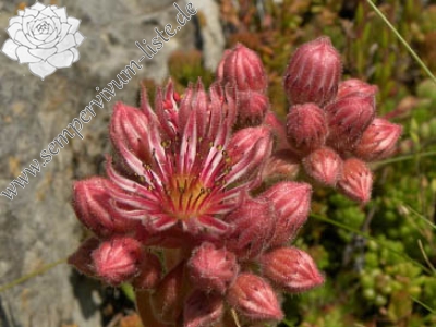 Reisebericht: Korita (2)