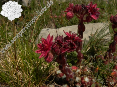 Reisebericht: Pic de les Tres Canaletes