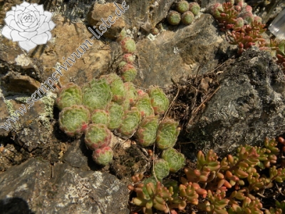 Reisebericht: Kokalyane