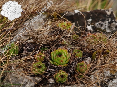Reisebericht: Dol Lisična
