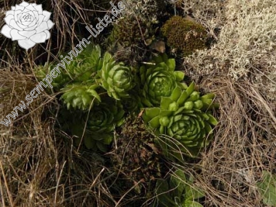 Reisebericht: Kamenec (Süd 1)