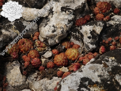 Reisebericht: Koněprusy, Zlatý kůň