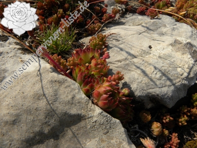 Reisebericht: Urdeni Do, Straße