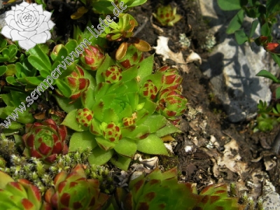 Reisebericht: Koniarky