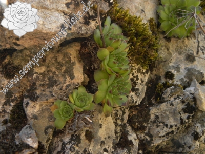 Reisebericht: Gornje Vusanje