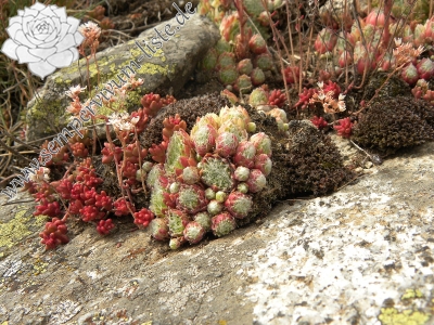 Reisebericht: Sant Maurici, unter dem See S. M. 1