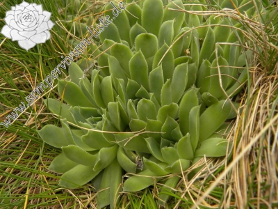 Reisebericht: Mliječni do 2