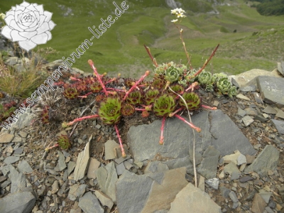 Reisebericht: Valušnica (Westen)