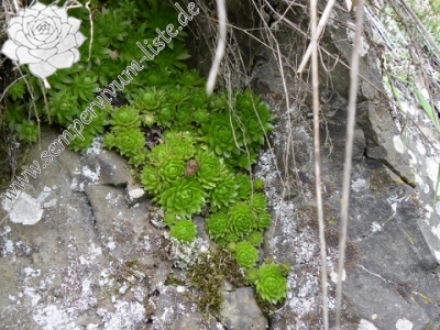 Reisebericht: Špičák bei Mezí