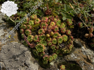 Reisebericht: Gavarnie, Hütte Pailla