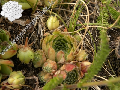 Reisebericht: Sant Maurici, unter dem See S. M. 3