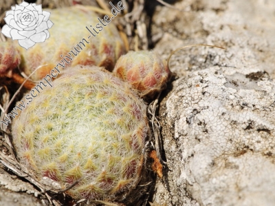 Reisebericht: Gorno Čičevo (oberhalb)