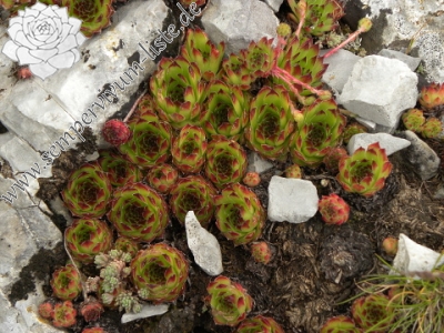 Reisebericht: Gropa e Dobkut