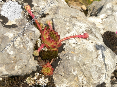 Reisebericht: Ćurovac, Aussicht 1