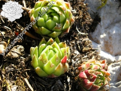 Reisebericht: Poludnica