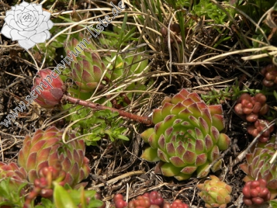 Reisebericht: Ljuboten 2