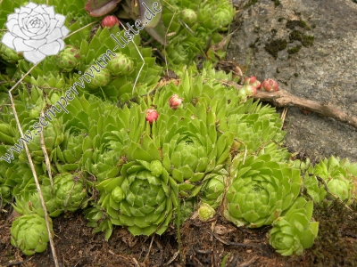 Reisebericht: Bečov nad Teplou, Eisenbahn