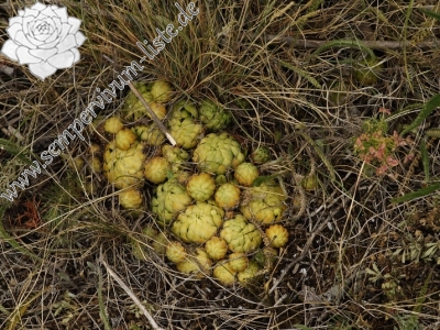 Reisebericht: Koněprusy, Jelínkův most