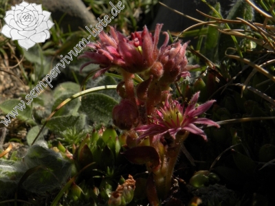 Reisebericht: Punta Acuta West