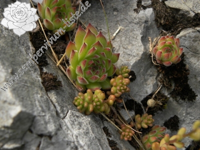 Reisebericht: Grbaja