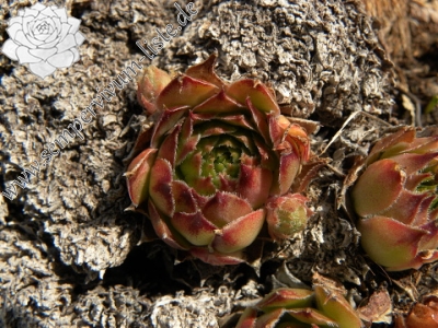 Reisebericht: Torreta de Cadí