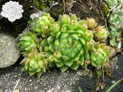 Reisebericht: Ceahlau