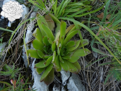 Reisebericht: Domogled 2