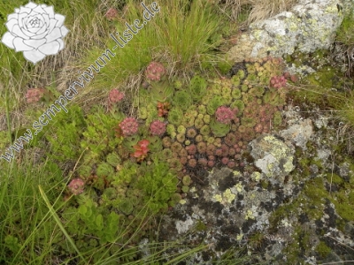 Reisebericht: Pančičev vrh