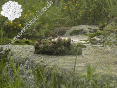 Reisebericht: Suchoto ezero