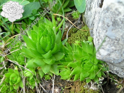 Reisebericht: Vyšné Šiprúňské sedlo