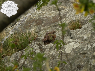 Reisebericht: Donačka gora