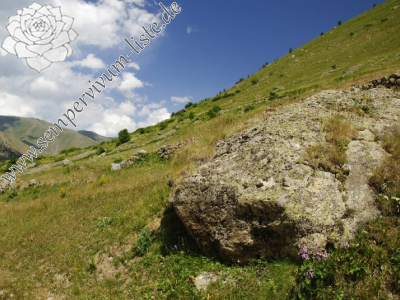 Reisebericht: Olgunlar, SW