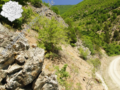 Reisebericht: Hamamli, SW Rand