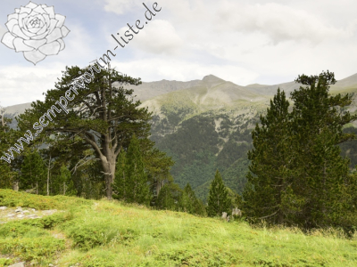 Reisebericht: Chrondromesorachi