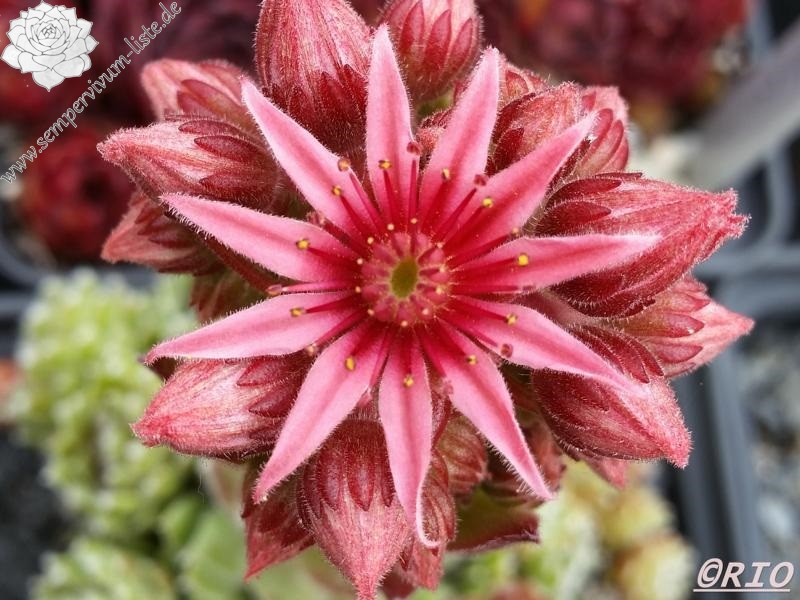 Banderi | Sempervivum-Liste