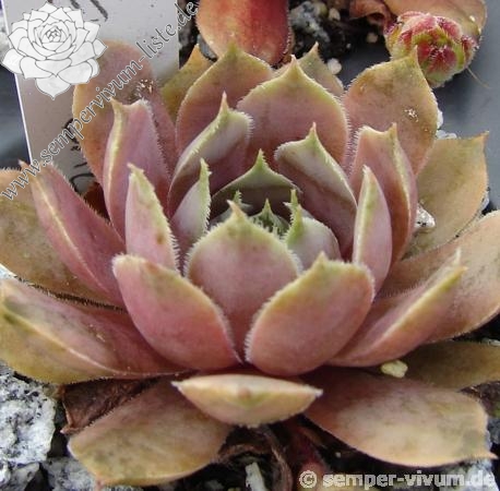 Andinn Grey Eminence | Sempervivum-Liste