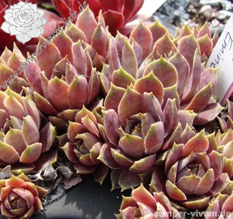 センペルビウム Andinn Grey Eminence Andinn Grey Eminence | Sempervivum-Liste