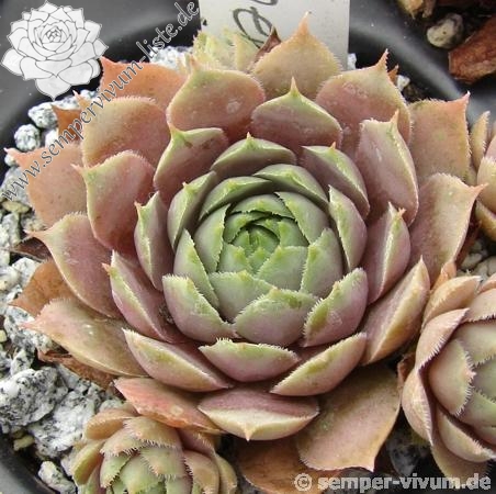 Andinn Grey Eminence | Sempervivum-Liste