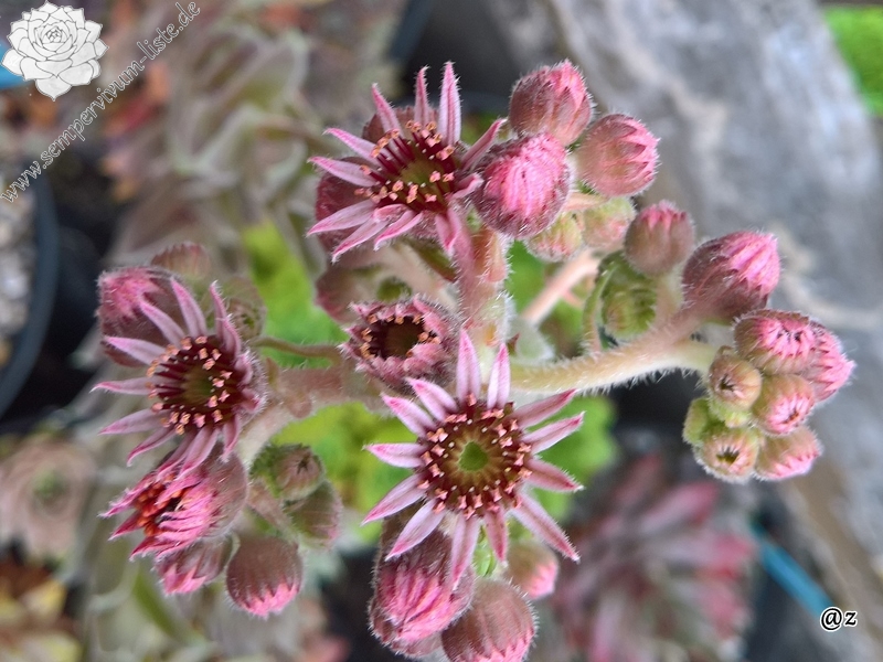 Andinn Grey Eminence | Sempervivum-Liste