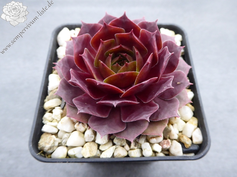 Chelli | Sempervivum-Liste