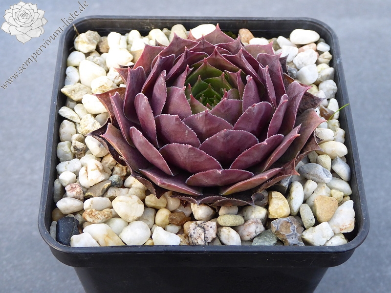 Chelli | Sempervivum-Liste