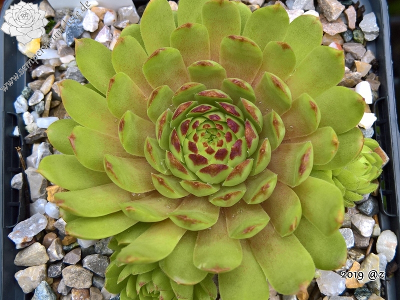 Bibigon | Sempervivum-Liste