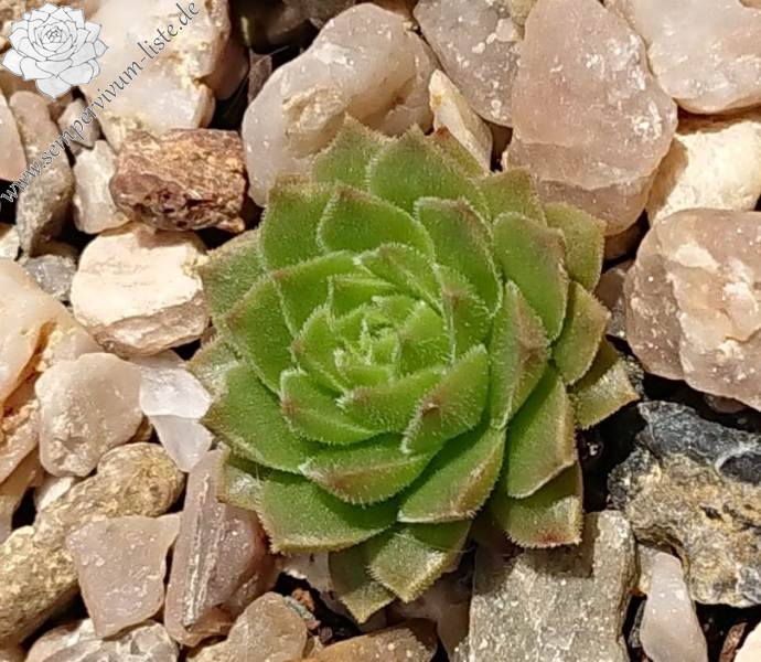 Bibigon | Sempervivum-Liste