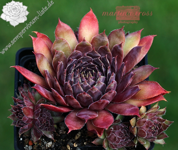 Devon Jewel | Sempervivum-Liste