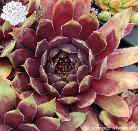 Devon Jewel | Sempervivum-Liste
