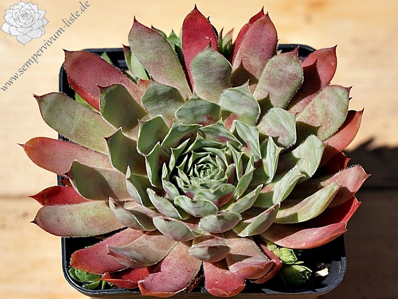 Naemi | Sempervivum-Liste
