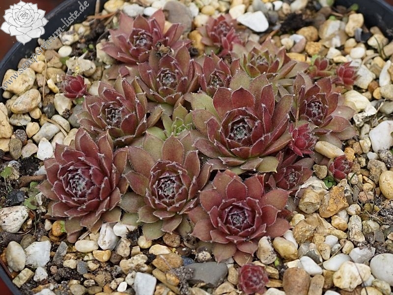 Neolene | Sempervivum-Liste