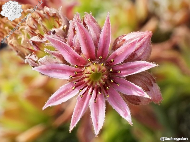 Neolene | Sempervivum-Liste