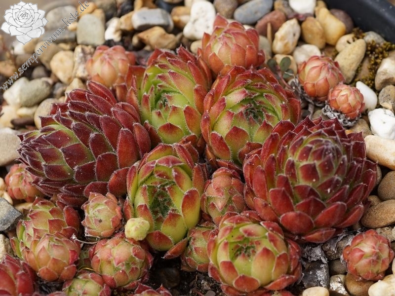 Hester | Sempervivum-Liste